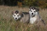 ALASKAN MALAMUTE 453